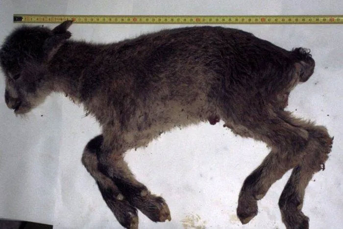 Dê núi Pyrenean ibex: Loài động vật đầu tiên và duy nhất trên thế giới tuyệt chủng tới 2 lần