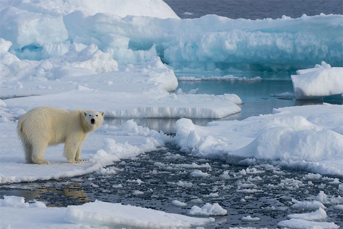 Đề xuất 2 sáng kiến không tưởng để cứu lớp băng vùng cực, thoạt nghe ai cũng cho là viển vông