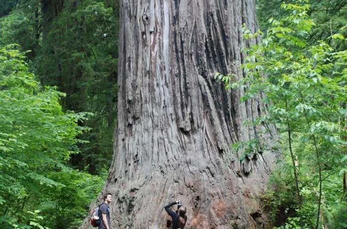 Đến thăm cây cao nhất thế giới sẽ bị phạt 5.000 USD