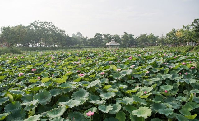 Đẹp nao lòng mùa sen tháng 6 Hà Nội