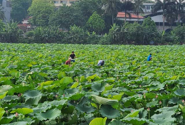 Đẹp nao lòng mùa sen tháng 6 Hà Nội