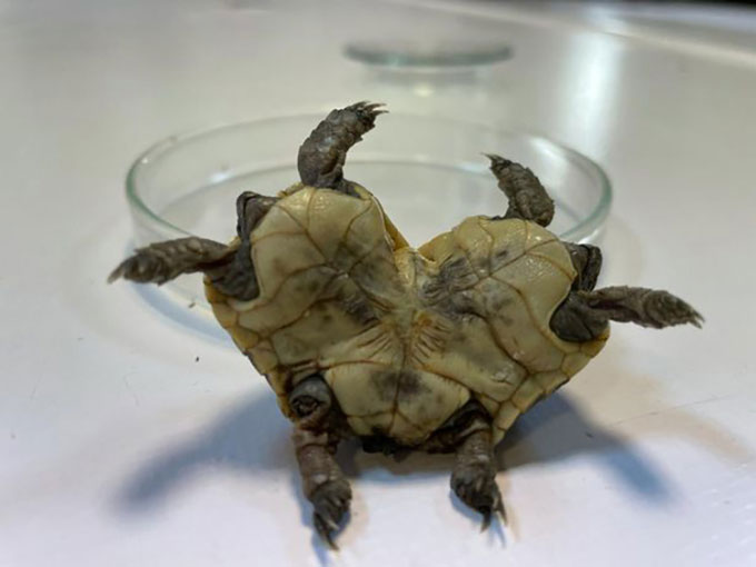 Đi suối nước nóng, cư dân phát hiện rùa hiếm có hai đầu sáu chân