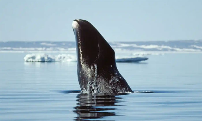 Đi tìm lời giải cho bí ẩn lớn nhất của y học: Tại sao cá voi không bị ung thư?