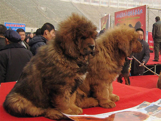 Đi tìm nguồn gốc của chó ngao Tây Tạng