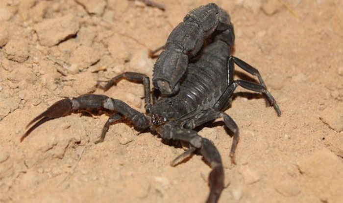 “Dịch bệnh bọ cạp” nguy hiểm khiến hàng trăm người nhập viện ở Ai Cập