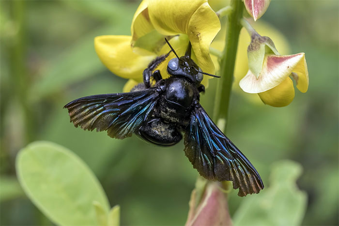 Điểm danh các loài ong lý thú nhất thế giới