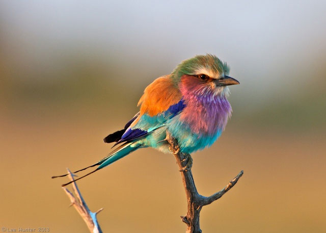 Điểm danh những loài động vật sở hữu nhiều màu sắc nhất trong tự nhiên!