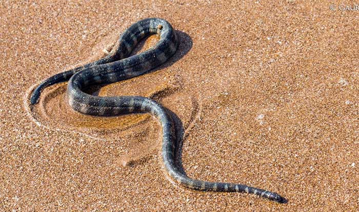 Điểm danh những loài rắn biển có nọc độc cực mạnh ở Việt Nam