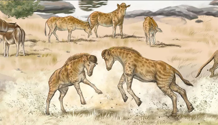 Diện mạo kỳ lạ của loài hươu cao cổ cách đây 17 triệu năm