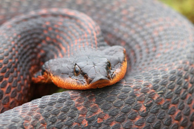Diễn viên xuất sắc nhất thế giới động vật: Loài rắn thây ma chuyên giả chết
