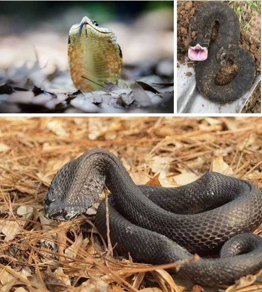 Diễn viên xuất sắc nhất thế giới động vật: Loài rắn thây ma chuyên giả chết