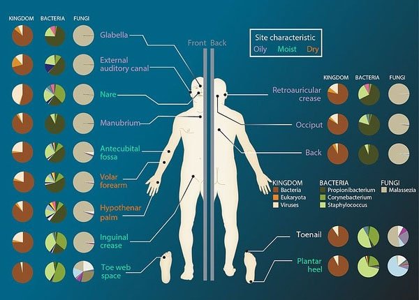 Điều gì ảnh hưởng đến hệ vi sinh vật của cơ thể người?