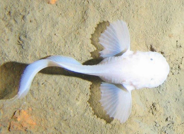Điều gì đã giúp các loài cá chịu được áp lực nước khủng khiếp lên đến hàng ngàn tấn nơi biển sâu?