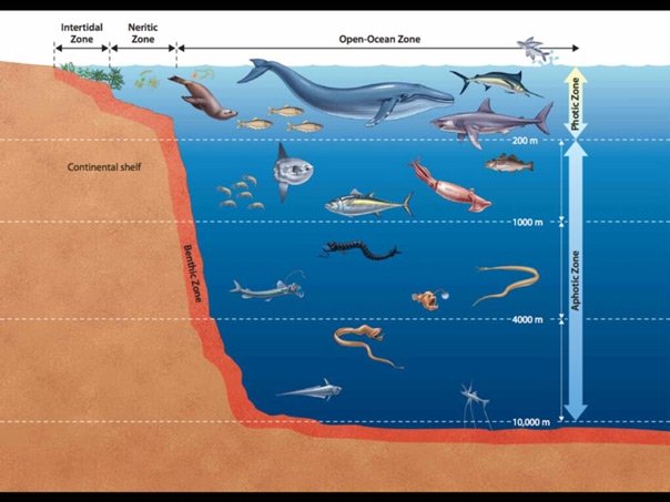 Điều gì đã giúp các loài cá vùng biển sâu chịu được áp lực nước lên đến hàng ngàn tấn trên mỗi mét vuông?