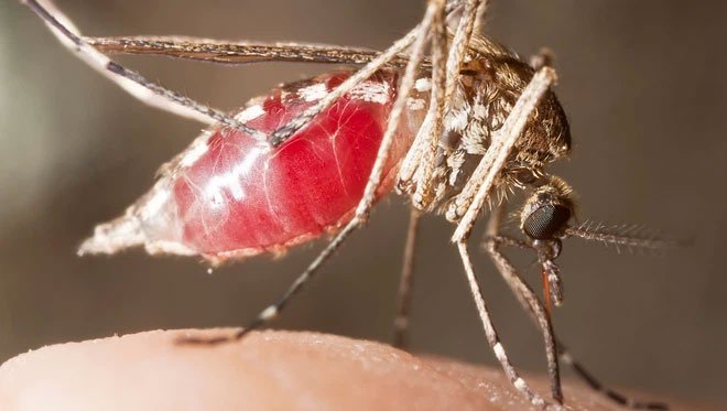 Điều gì sẽ xảy ra nếu bạn có thể tàng hình trước lũ muỗi?