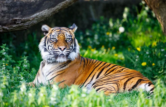 Điều gì sẽ xảy ra nếu những con mèo có kích thước tương tự như loài hổ?