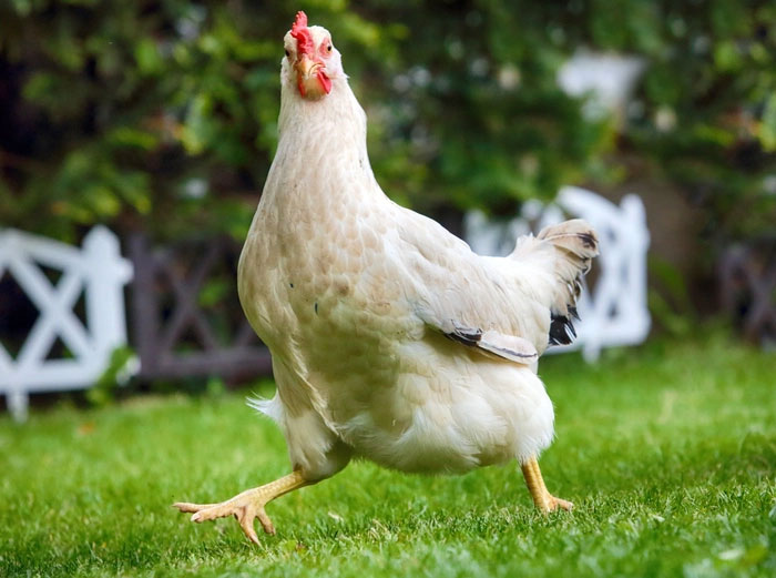 Điều gì sẽ xảy ra với con người nếu không có những con gà trên thế giới?