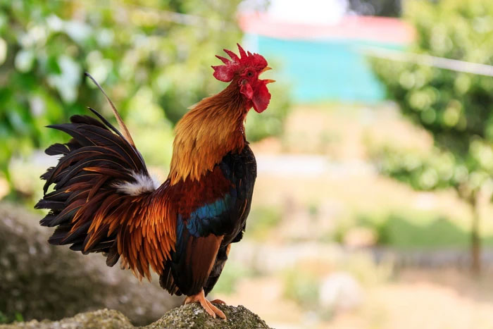 Điều gì sẽ xảy ra với con người nếu không có những con gà trên thế giới?