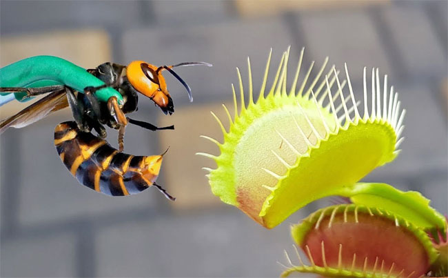 Điều gì xảy ra khi ong bắp cày sập bẫy của cây bẫy kẹp: Liệu nó có thoát lưỡi hái tử thần?