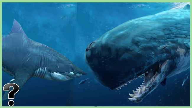 Điều gì xảy ra nếu cá mập Megalodon đối đầu cá voi thủy quái?