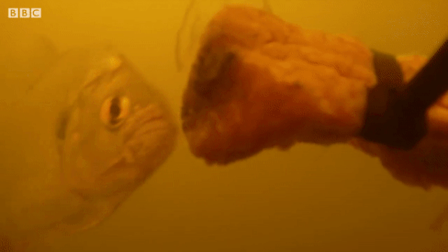 Điều gì xảy ra nếu không may rơi xuống hồ chứa loài cá ăn thịt?