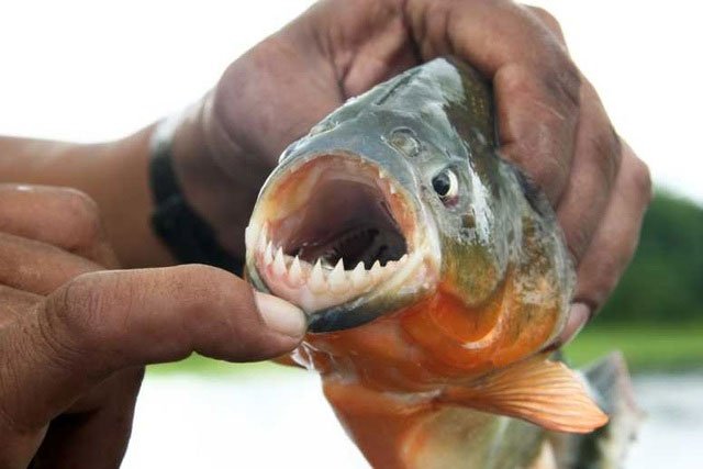 Điều gì xảy ra nếu không may rơi xuống hồ chứa loài cá ăn thịt?