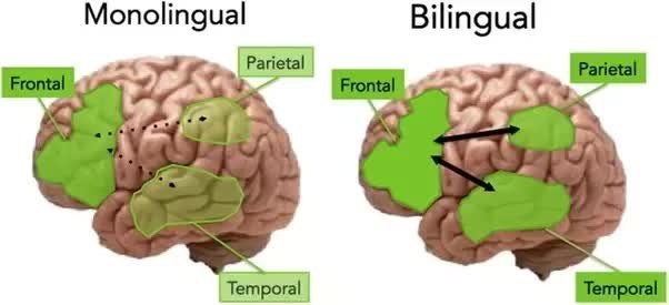 Điều gì xảy ra trong bộ não khi chúng ta học ngôn ngữ?
