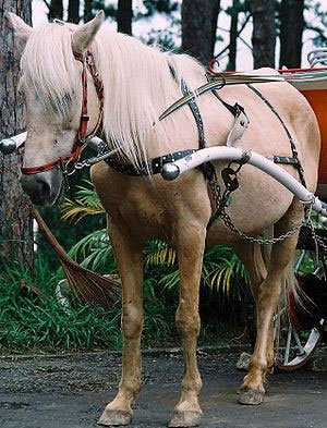 Điều ít biết về loài ngựa “nổi danh” trong chiến trận Việt Nam