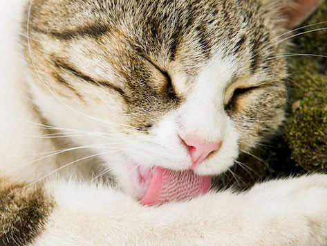 Điều khó tin về lưỡi mèo khiến nhiều người khiếp đảm