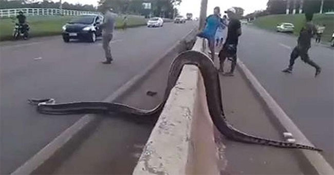 Điều kỳ diệu xảy ra khi một con trăn Anaconda khổng lồ cố gắng băng qua đường