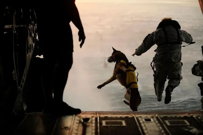 Điều thú vị về những chú chó trên các tàu Hải quân Mỹ