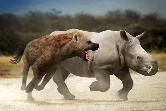 Dinocrocuta: Loài linh cẩu được mệnh danh là quái thú săn tê giác