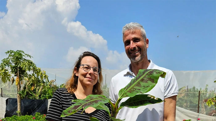 Doanh nghiệp Israel sản xuất đạm từ lá chuối