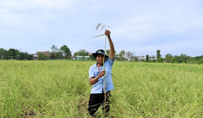 Độc đáo giống lúa ngon mùa nước nổi, nước càng ngập năng suất càng cao ở An Giang