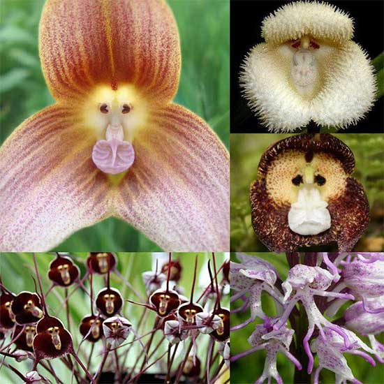 Độc đáo những loài hoa có hình dáng lạ trên thế giới