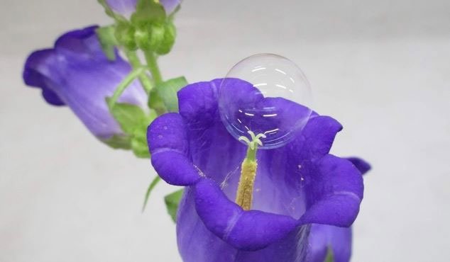 Độc đáo ý tưởng dùng bong bóng xà phòng thụ phấn cho hoa