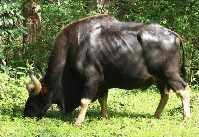 Độc lạ loài bò lớn nhất thế giới ở Việt Nam: Nặng tới 2 tấn, mang nguồn gene quý hiếm