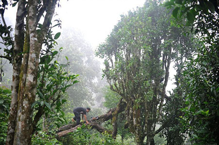 Độc lạ loài cây nghìn năm tuổi ở Việt Nam: Chỉ còn 60 gốc, giá thành phẩm 680 triệu đồng/kg!