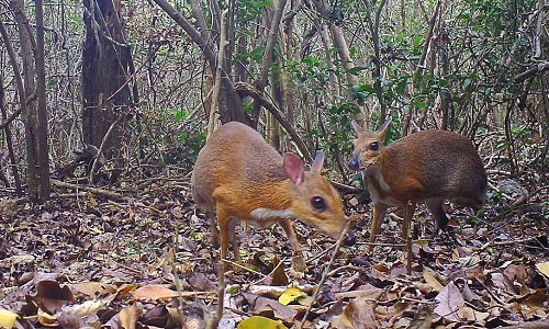 Độc lạ loài thú quý hiếm giữ kỷ lục thế giới ở Việt Nam: Vẻ ngoài giống hươu, kích cỡ chỉ bằng con thỏ!