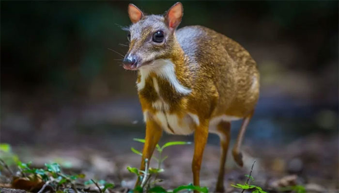 Độc lạ loài thú quý hiếm giữ kỷ lục thế giới ở Việt Nam: Vẻ ngoài giống hươu, kích cỡ chỉ bằng con thỏ!