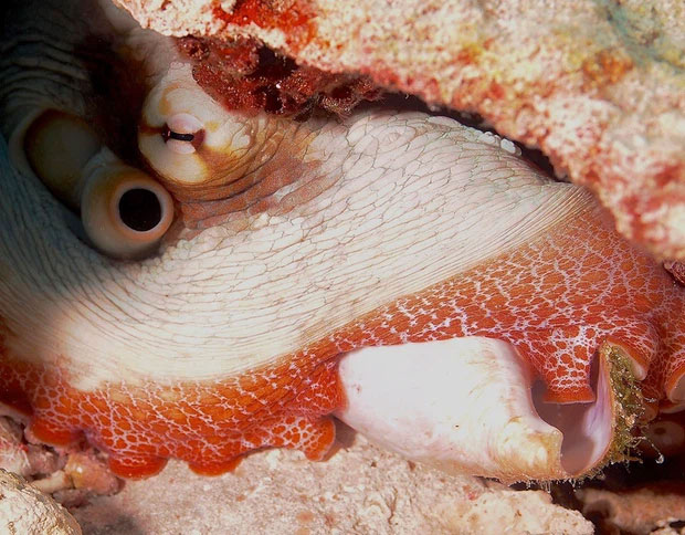 Đôi mắt của ốc xà cừ có 1 khả năng kỳ diệu, đến cả đứt đuôi thoát xác như thằn lằn cũng phải chào thua!