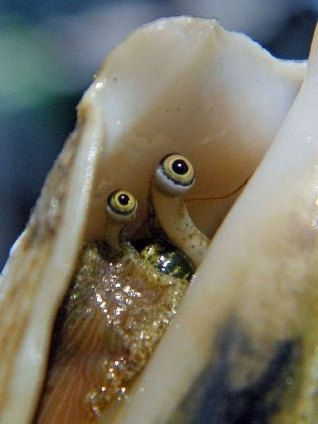 Đôi mắt của ốc xà cừ có 1 khả năng kỳ diệu, đến cả đứt đuôi thoát xác như thằn lằn cũng phải chào thua!