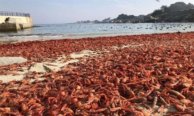 Dòng hải lưu khiến hàng triệu cua đỏ chết tập thể