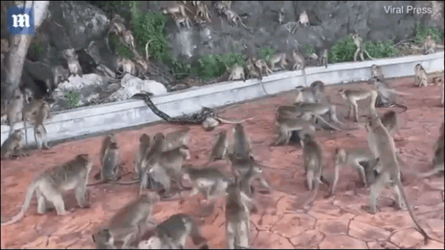 Đồng loại bị trăn siết chặt, hàng chục con khỉ xông tới giải cứu