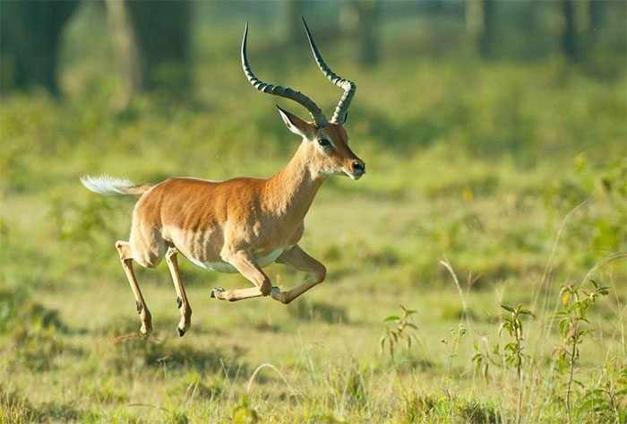 Động vật móng guốc tại châu Phi sợ nhất loài săn mồi nào?