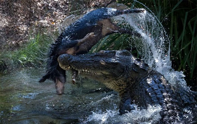Động vật xâm lấn: Vị cứu tinh bất ngờ của cá sấu Australia