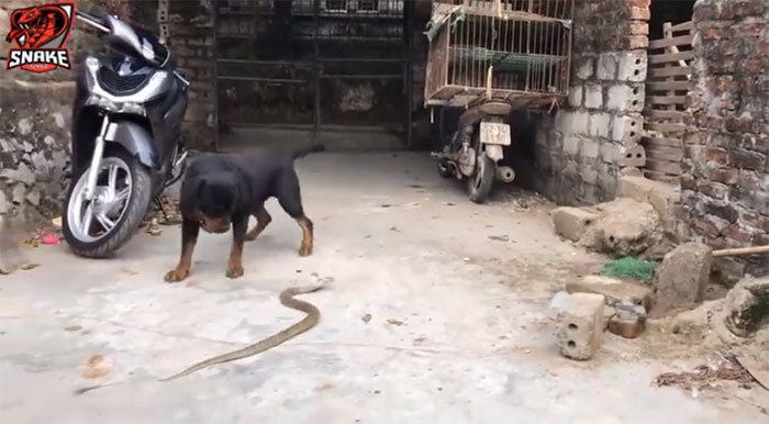 Đột nhập vào nhà dân, rắn hổ mang bị chó dữ tấn công điên cuồng