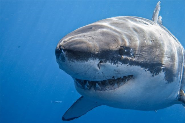 Dù bị gọi là cá mập, nhưng loài này lại có thân hình chuẩn nhất thế giới, không một cá thể nào thừa cân