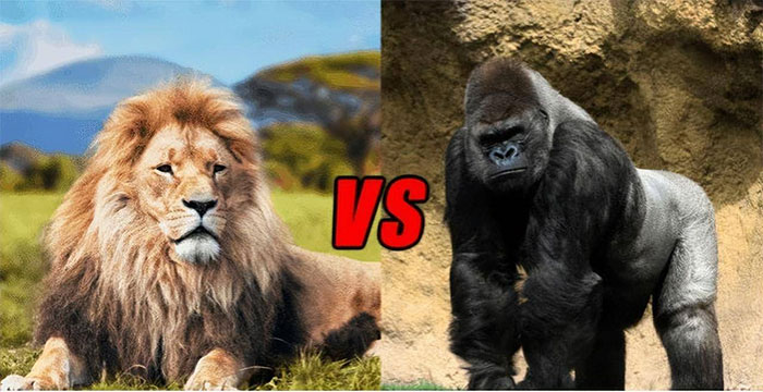 Dù mệnh danh là vua đồng cỏ, vì sao sư tử hiếm khi ăn thịt khỉ đột châu Phi?