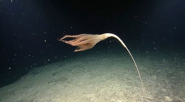 Dùng camera điều khiển từ xa, chuyên gia vô tình tìm thấy hoa biển quý hiếm dài 2m dưới đáy Thái Bình Dương
